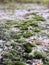 Meandering path dotted with green puffs of moss