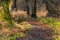 Meandering path through forest in golden winter light, Scotland