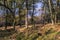 Meandering path through forest in golden winter light, Scotland