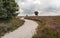 Meandering path through a heath landscape