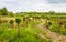 Meandering path between pollard willow trees