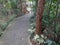 A meandering path in a tropical garden