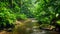 A meandering stream cuts through a dense forest, showcasing the vibrant green foliage and the movement of water, Picture of a