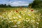 Meanwhile in Croatia  Gorgeous spring meadow with chamomile and poppy flowers