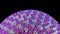 Measles virus, surface structure