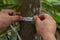 measured diameter at breast height of tree