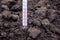Measurement of soil temperature. The thermometer shows the temperature plus 14 degrees Celsius_