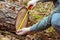 Measuring a felled tree in the forest. The concept of deforestation from an old and valuable tree stand, A threat to the ecosystem