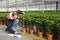 Measuring the height of glasshouse plants