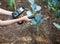 Measuring radiation levels of wild cabbage