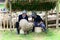 Measuring the Romanian sheep