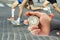 Measuring the running speed of an athlete using a mechanical stopwatch. hand with a stopwatch on the background of the legs of a