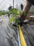 Measuring space between tomato seedlings