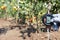 Measuring temperature, moisture content of the soil and environmental humidity in a vegetable garden. Global warming concept.