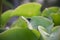 Meat flies are called sarcophagidae. These flies are sometimes perched on green leaves