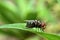 Meat flies are called sarcophagidae. These flies are sometimes perched on green leaves