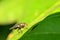 Meat flies are called sarcophagidae. These flies are sometimes perched on green leaves