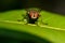 Meat flies are called sarcophagidae. These flies are sometimes perched on green leaves