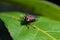 Meat flies are called sarcophagidae. These flies are sometimes perched on green leaves