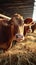 Meat production beef cattle peacefully feeding on hay in cowshed