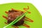 Meat savory : grilled beef fillet mignon on green plate