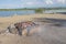 Meat on skewers fried on the grill in the open air, visible hands of the cook. Fishing adventures, relaxation, picnic