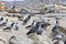 Mecca, Saudi Arabia with pigeons birds.