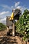 Mechanical grape harvest in a vineyard