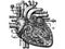 Mechanical robot heart. Sketch board imitation. Vector, generative ai.