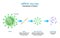 Mechanism of action of the RNA vaccine