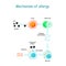 Mechanism of allergy