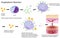 Mechanism of allergy (drug, hay fever, asthma, . )