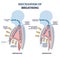 Mechanism of breathing with anatomical process explanation outline diagram