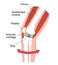 Mechanism and causes of knee joint pain / English