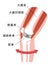 Mechanism and causes of knee joint pain / Japanese