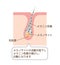 Mechanism of gray hair vector illustration / Japanese