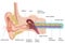 Mechanism of hearing