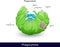 Mechanism of Phagocytosis process. endocytosis of microbe, phagocytosis by immune cells macrophage, neutrophil, dendritic cell.