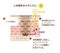 Mechanism of skin pigmentation illustration