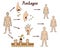 The mechanism of transmission of monkeypox. Diagram of human-to-human transmission of the smallpox virus.