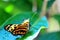 Mechanitis butterfly on green leaf