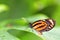 Mechanitis butterfly on leaf