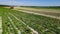 Mechanized harvesting of sugar beets in a field in the Poland on a sunny day in the end of the autumn season