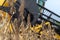 Mechanized soybean harvest on a farm