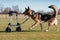 mechanized walker with extendable leash jogging with a fit german shepherd