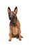 Mechelse herder, belgian shepherd,