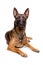 Mechelse herder, belgian shepherd,