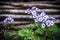 Mechuque, Chiloe Archipelago, Chile - Flowers next to a Wooden Fence