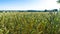 Mecklenburg landscape - wheat field with meadows and forests in background