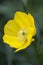 Meconopsis cambrica (Welsh Poppy)